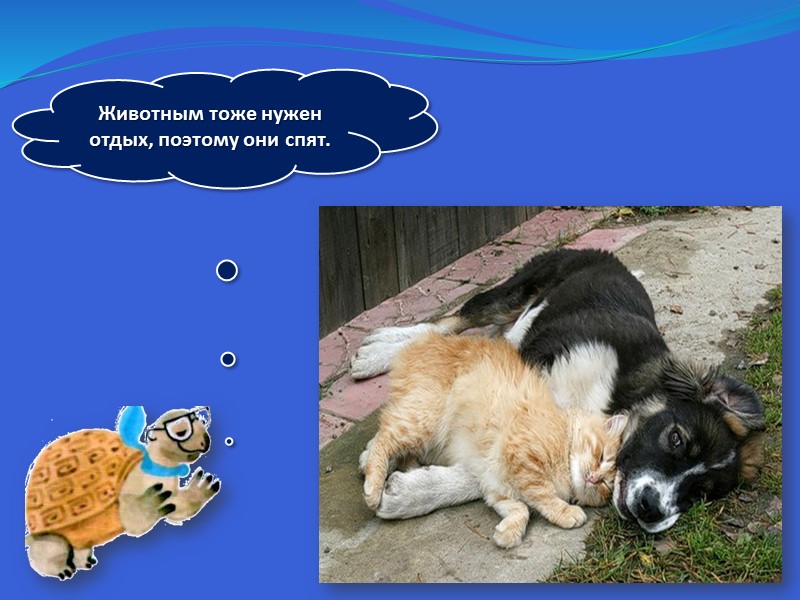 Животным тоже нужен отдых, поэтому они спят.